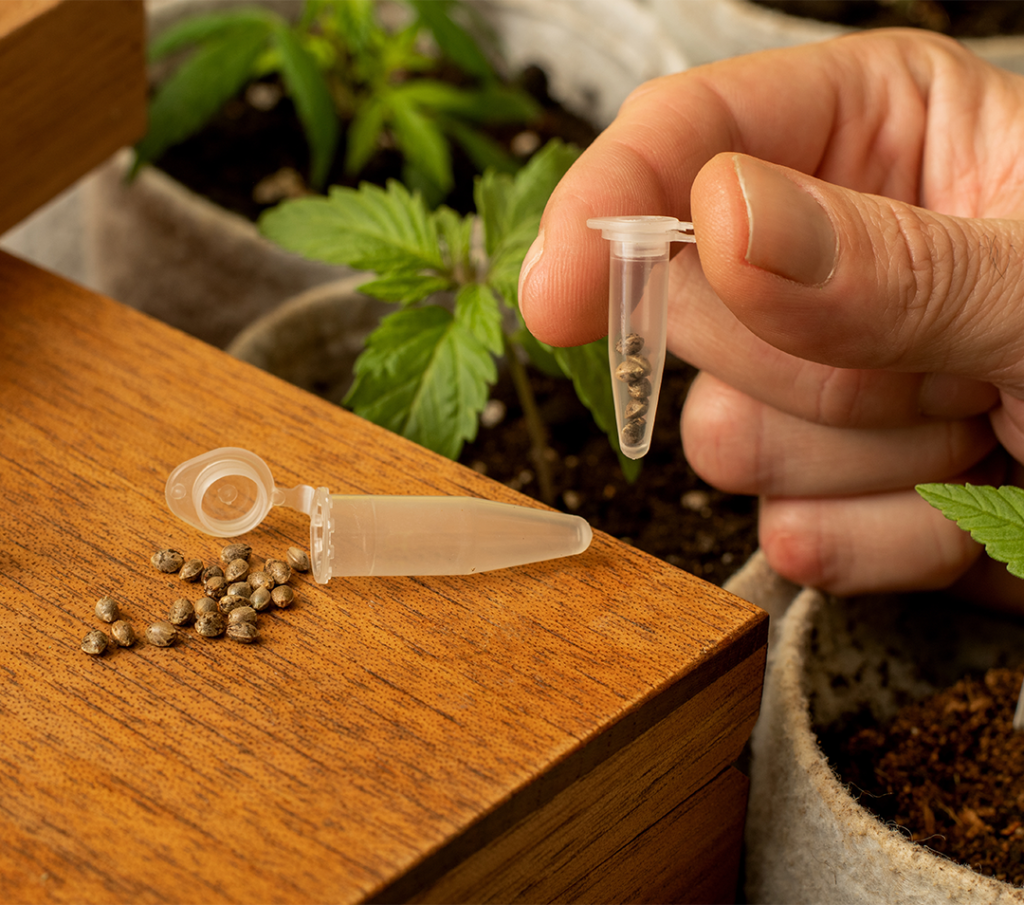 MUHA MEDS CBD